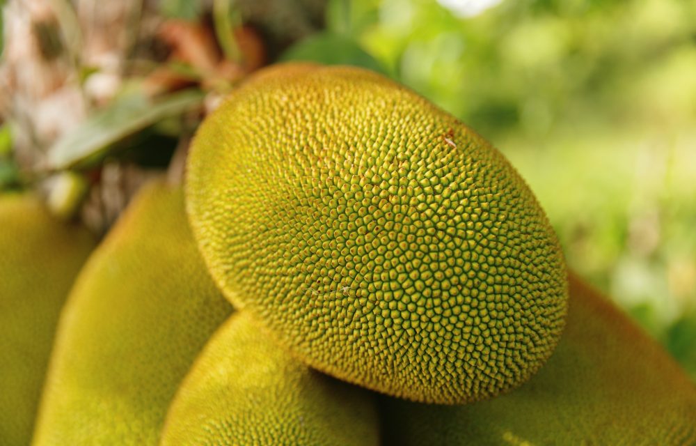 What The Heck Is Jackfruit?